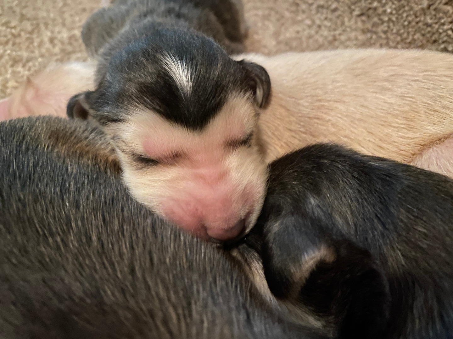 Afghan Hound puppy