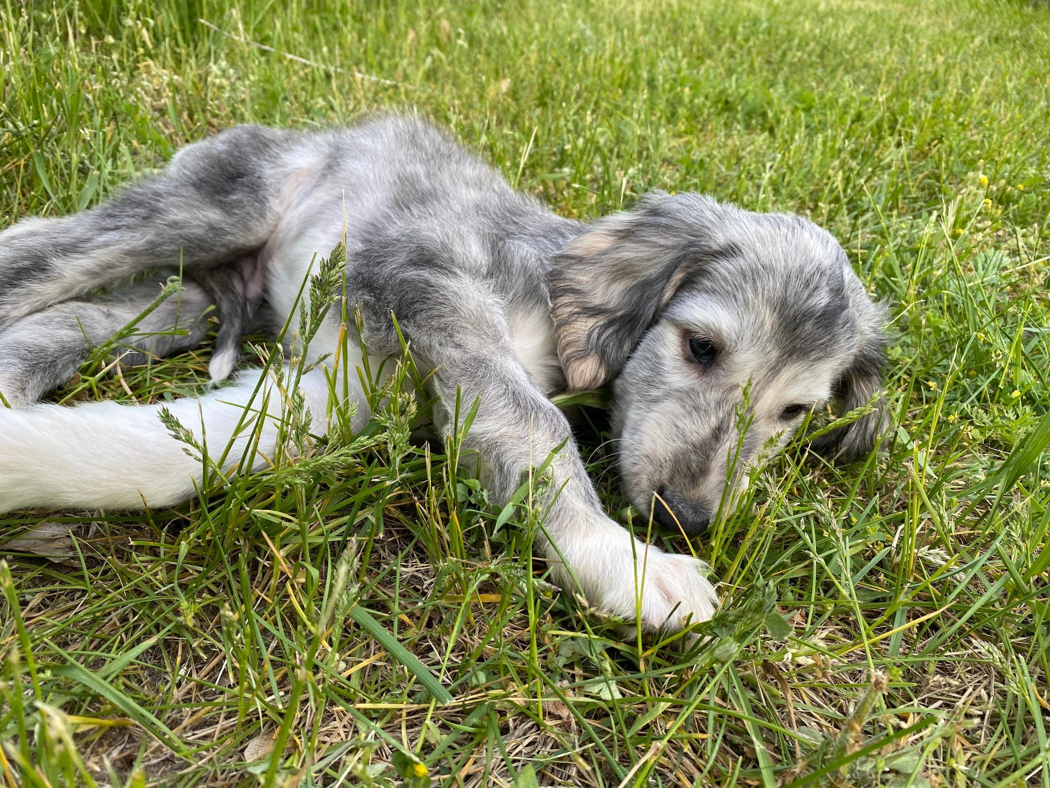 Afghan Hound puppy