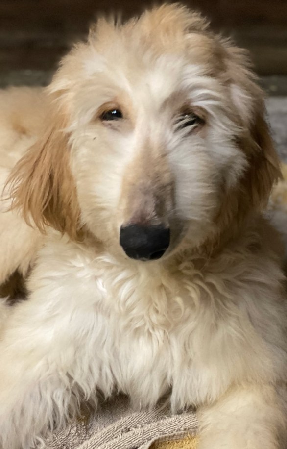 Curious Afghan Hound puppy looking up with soft cream coat and dark eyes