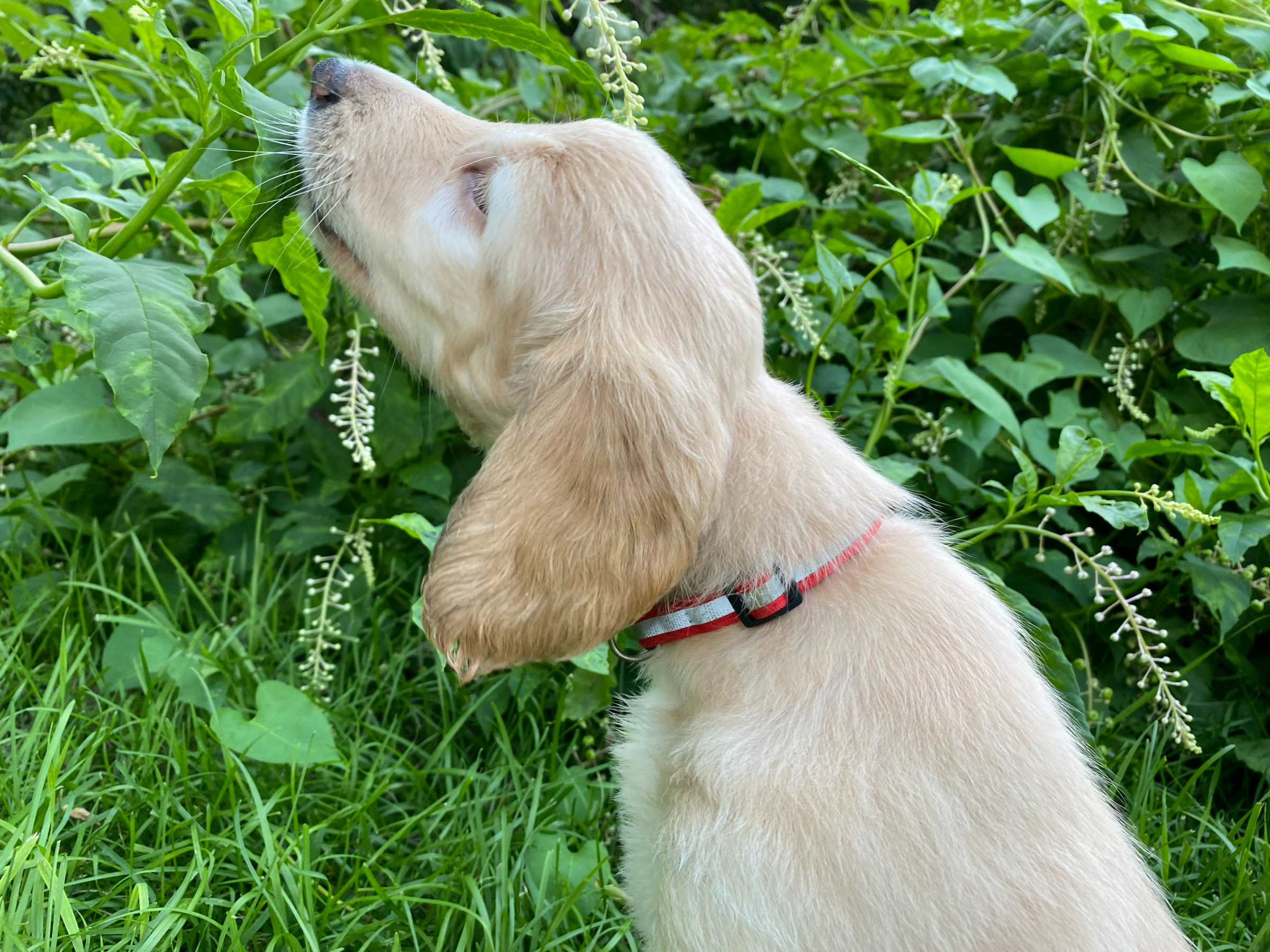 Afghan Hound puppy